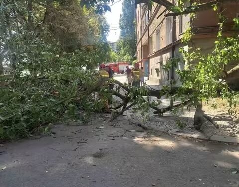 У центрі Ужгорода впало дерево (ФОТО)