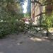У центрі Ужгорода впало дерево (ФОТО)