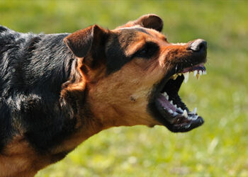 У Хусті безкоштовно вакцинуватимуть котів і собак від сказу