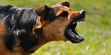 У Хусті безкоштовно вакцинуватимуть котів і собак від сказу