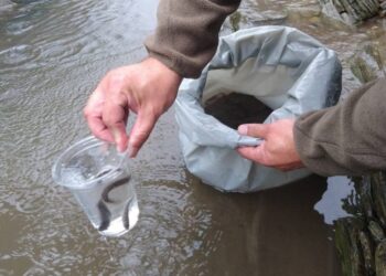 У Карпатах зарибили річки мальками струмкової форелі (ФОТО)