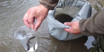 У Карпатах зарибили річки мальками струмкової форелі (ФОТО)