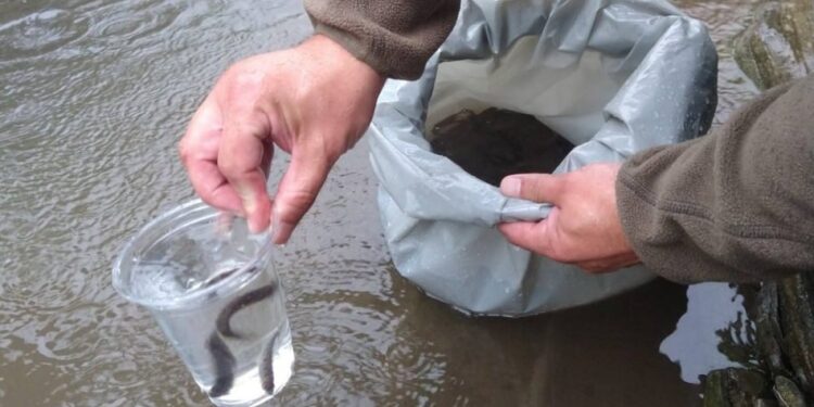 У Карпатах зарибили річки мальками струмкової форелі (ФОТО)