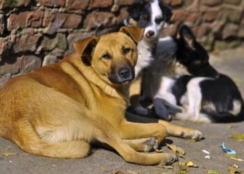У Рахівській громаді проведуть стерилізацію безпритульних тварин (ФОТО)