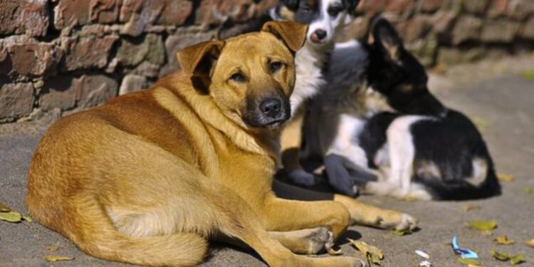 У Рахівській громаді проведуть стерилізацію безпритульних тварин (ФОТО)