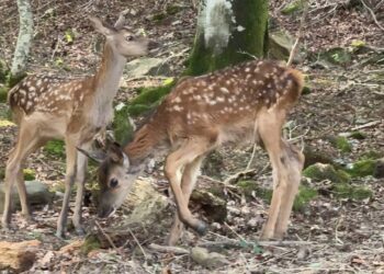 У реабілітаційному центрі “Синевир” народилися двоє оленят (ФОТО)