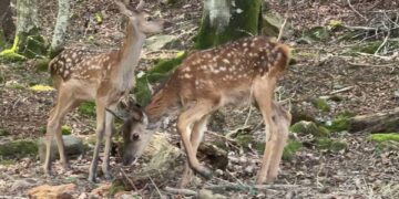 У реабілітаційному центрі “Синевир” народилися двоє оленят (ФОТО)
