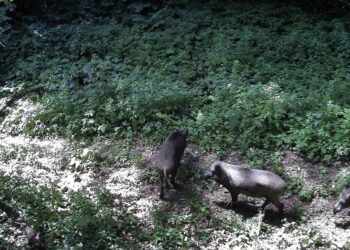 Ведмеді та вовки в лісах Карпат: фотопастки прикордонників фіксують мешканців дикої природи та попереджають про небезпеку (ФОТО) –