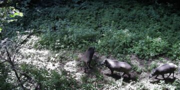 Ведмеді та вовки в лісах Карпат: фотопастки прикордонників фіксують мешканців дикої природи та попереджають про небезпеку (ФОТО) –