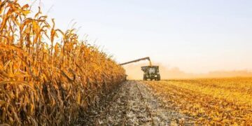 На Закарпатті завершили збір ранніх сільськогосподарських культур — Ужгород