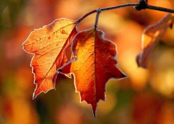 Коли будуть перші осінні заморозки та чи прогнозують бабине літо — Закарпаття