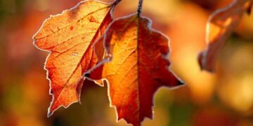 Коли будуть перші осінні заморозки та чи прогнозують бабине літо — Закарпаття