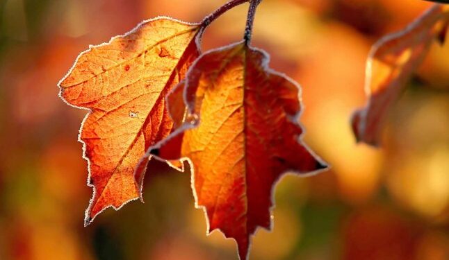 Коли будуть перші осінні заморозки та чи прогнозують бабине літо — Закарпаття