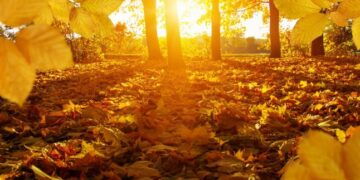 Чи буде потепління найближчими днями: коли підвищиться температура — Закарпаття