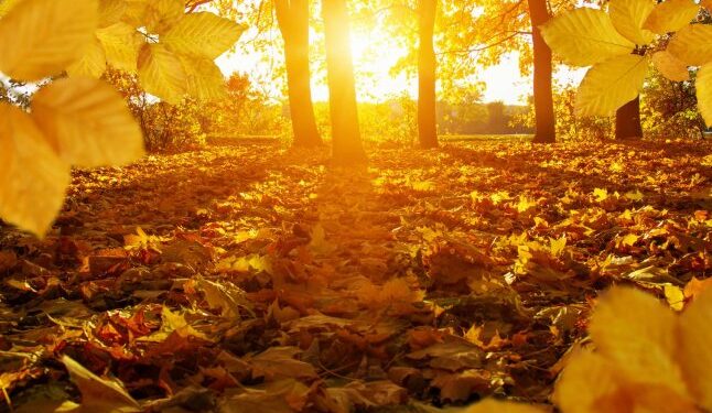 Чи буде потепління найближчими днями: коли підвищиться температура — Закарпаття