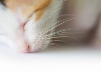 В Ужгороді поліція перевіряє повідомлення про жорстоке поводження з тваринами — Закарпаття