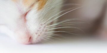 В Ужгороді поліція перевіряє повідомлення про жорстоке поводження з тваринами — Закарпаття