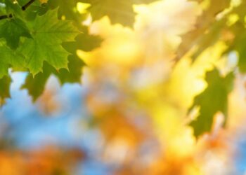 Якою буде погода на вихідні та 1 вересня, коли почнеться навчання в школах — Закарпаття