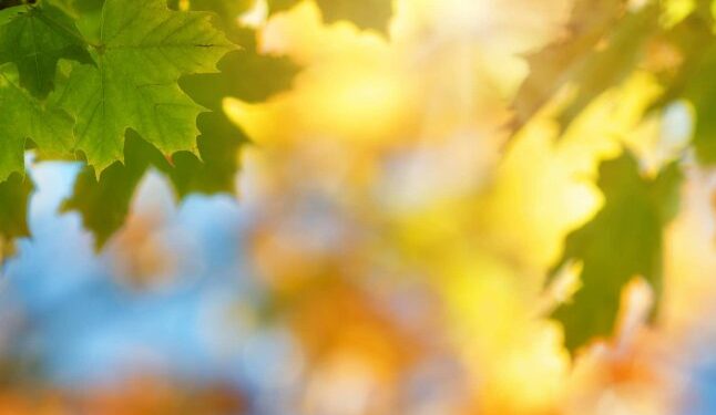 Якою буде погода на вихідні та 1 вересня, коли почнеться навчання в школах — Закарпаття