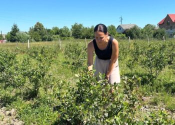Економіка: Як жінка-фермерка вирощує лохину у Дрогобичі