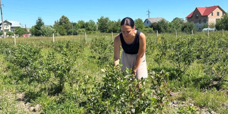 Економіка: Як жінка-фермерка вирощує лохину у Дрогобичі