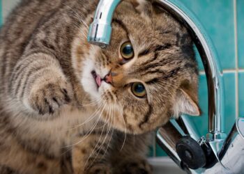 Економіка: Завтра у двох районах Львова можливе зниження тиску води. Перелік вулиць