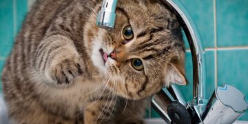 Економіка: Завтра у двох районах Львова можливе зниження тиску води. Перелік вулиць