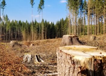 Корупція в «Лісах України»: на Закарпатті у “лісових злочинах”підозрюють сімох людей –