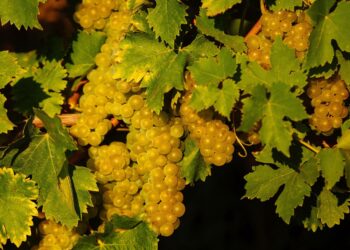 «Кожен день на вагу золота»: на виноробні «Шато Чизай» збирають виноград –