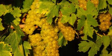 «Кожен день на вагу золота»: на виноробні «Шато Чизай» збирають виноград –