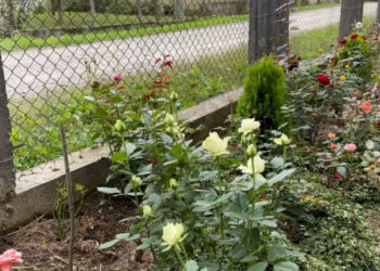 На Закарпатті переселенка з Шостки вирощує понад 150 сортів троянд