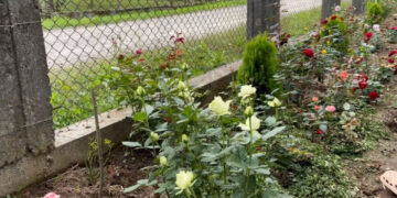 На Закарпатті переселенка з Шостки вирощує понад 150 сортів троянд