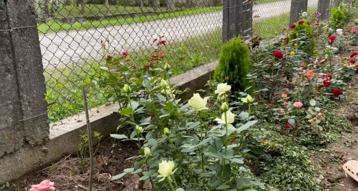 На Закарпатті переселенка з Шостки вирощує понад 150 сортів троянд