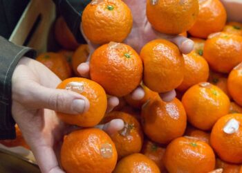 На Закарпатті судитимуть підприємицю за спробу незаконного відшкодування ПДВ на понад 1 млн грн