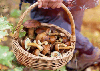 Штраф за гриби: в Україні почали діяти нові правила, які обмежують збір природних ресурсів у лісах –