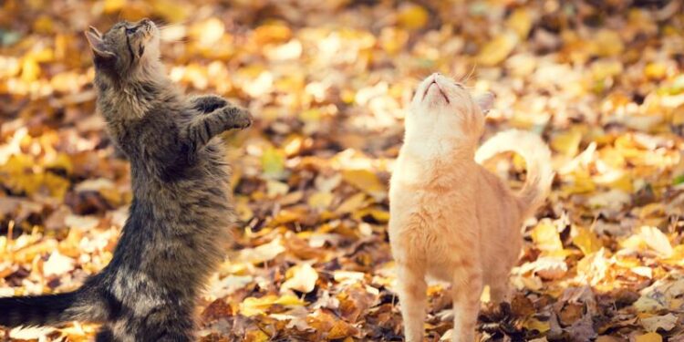 Синоптикиня розповіла, чи надовго в Україні похолодання і яка “велика ледача кицька” принесе тепло