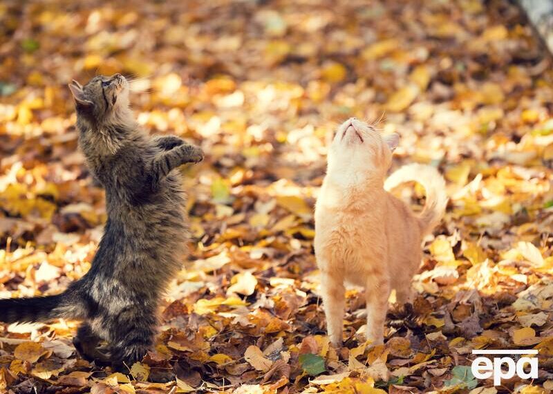 Синоптикиня розповіла, чи надовго в Україні похолодання і яка “велика ледача кицька” принесе тепло