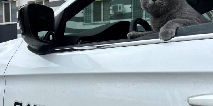 Стрілятимуть без попередження. 12 випадків, коли патрульні в Україні можуть застосувати зброю