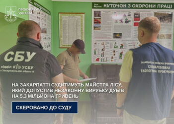 Судитимуть майстра Берегівського надлісництва, який допустив незаконну вирубку дубів на 5,3 мільйона гривень