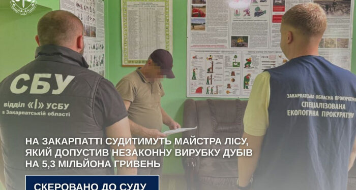 Судитимуть майстра Берегівського надлісництва, який допустив незаконну вирубку дубів на 5,3 мільйона гривень