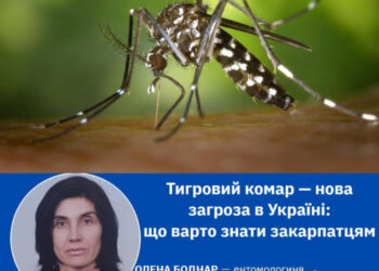 Тигровий комар — нова загроза в Україні: що варто знати закарпатцям?