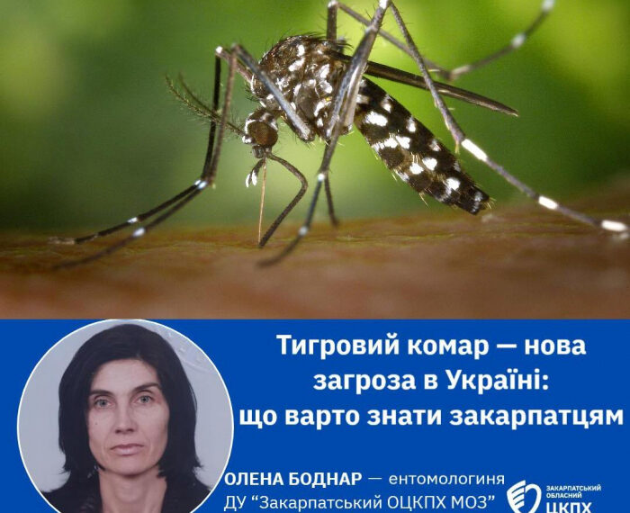 Тигровий комар — нова загроза в Україні: що варто знати закарпатцям?