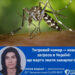 Тигровий комар — нова загроза в Україні: що варто знати закарпатцям?