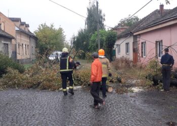 У Берегові через негоду на дорогу впало дерево (ФОТО)