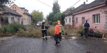 У Берегові через негоду на дорогу впало дерево (ФОТО)