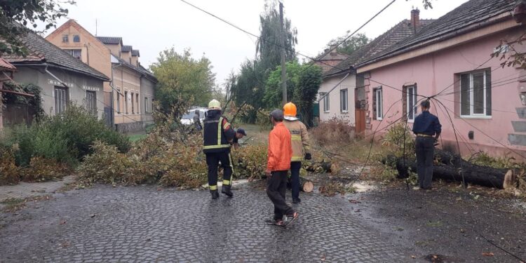 У Берегові через негоду на дорогу впало дерево (ФОТО)