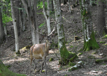 У Карпатах розпочався період реву оленів – туристам нагадують про правила поведінки в лісі