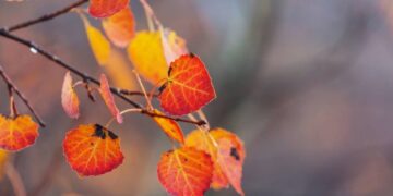 Погода зміниться вже через 3 дні: синоптики розповіли, що очікувати із четверга — Закарпаття