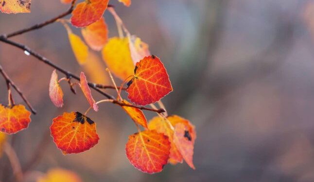 Погода зміниться вже через 3 дні: синоптики розповіли, що очікувати із четверга — Закарпаття