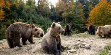 У Реабілітаційному центрі бурих ведмедів посилено раціон тварин — Закарпаття